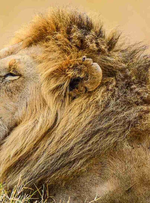 divulge adventures Kenya safari