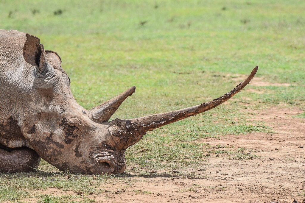 divulge adventures ol pejeta conservancy 