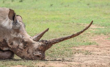 divulge adventures ol pejeta conservancy
