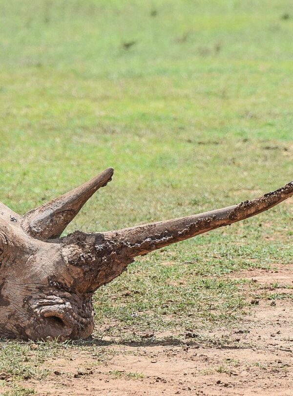 divulge adventures ol pejeta conservancy