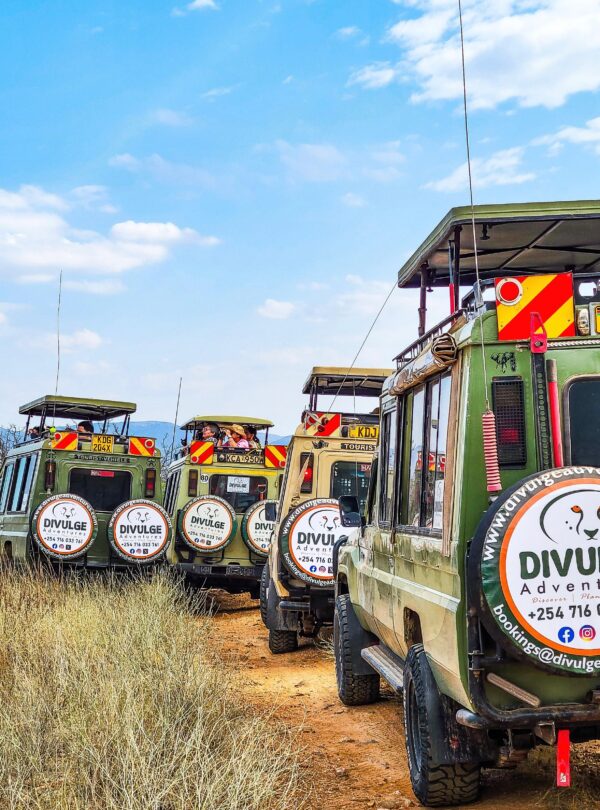 divulge adventures safari