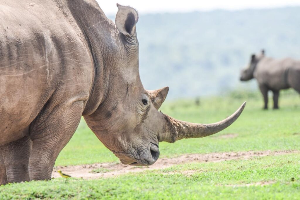 divulge adventures safari at solio game reserve