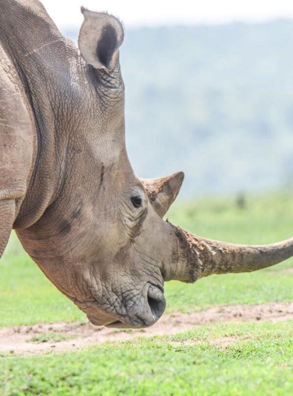 divulge adventures safari at solio game reserve