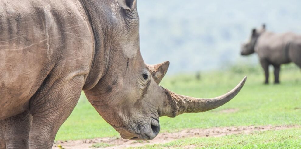 divulge adventures safari at solio game reserve