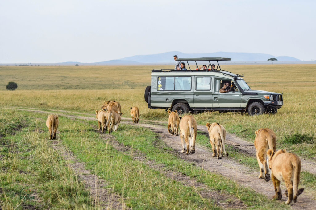 masai mara entrance fee