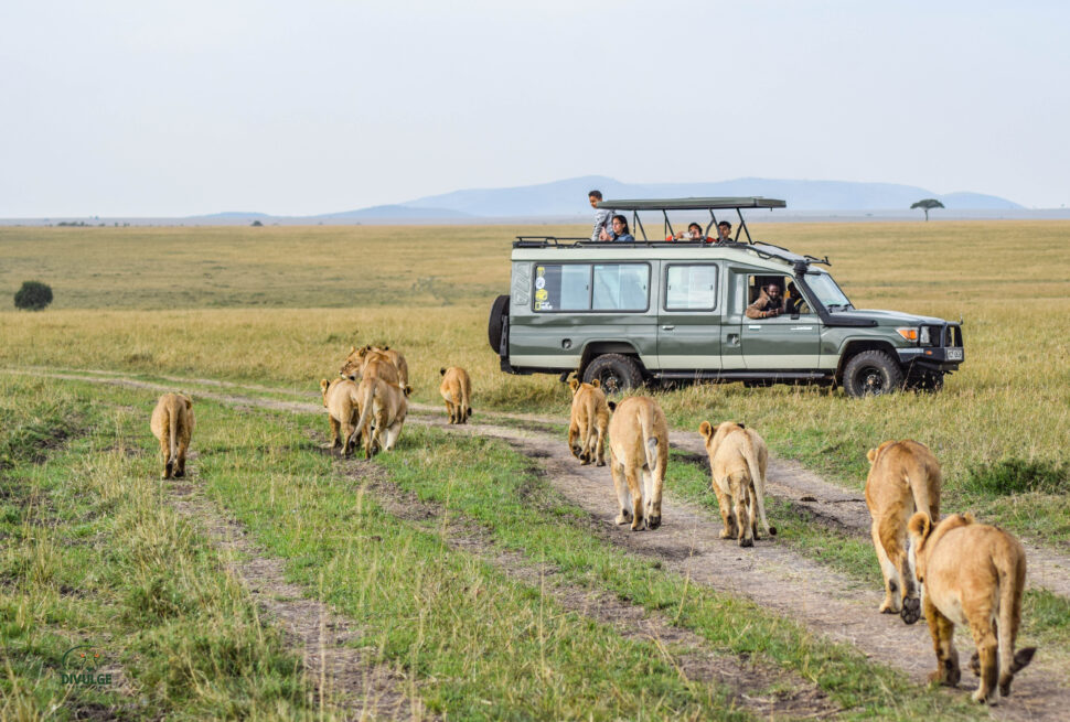 masai mara safari