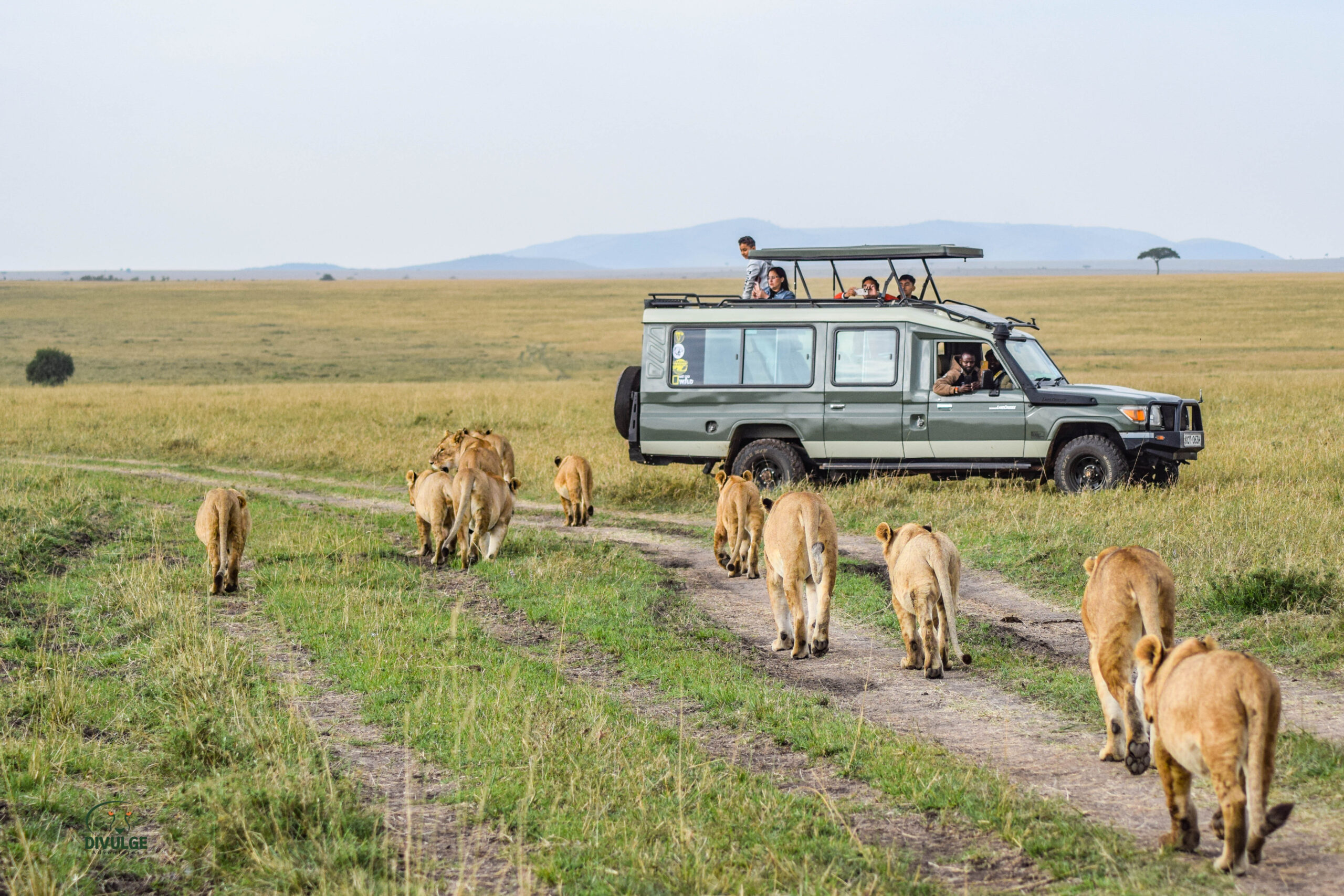 masai mara safari