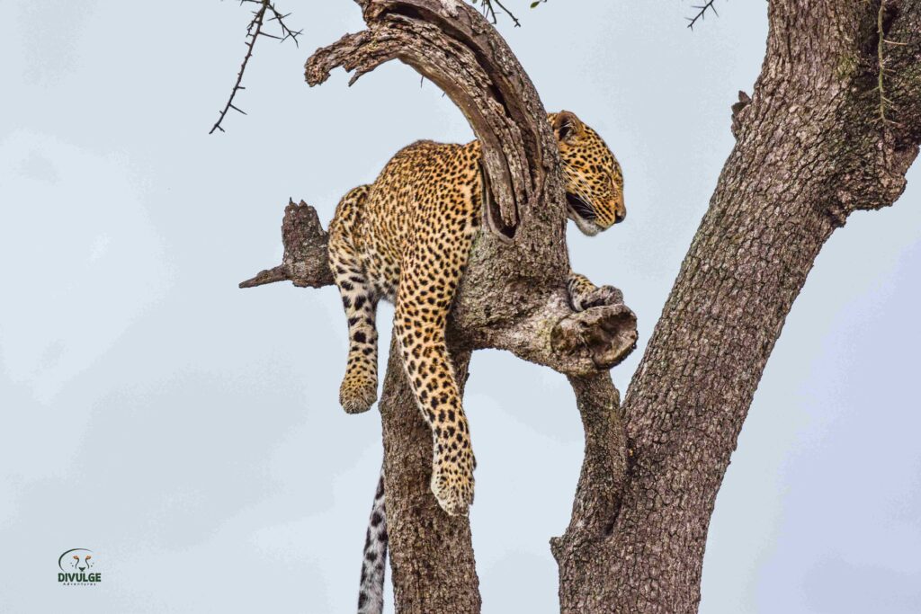 divulge_adventures_safari-31 (4)