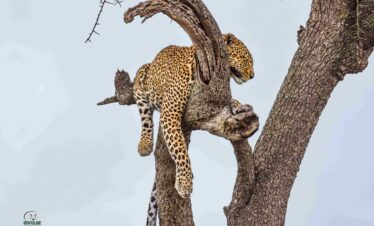 divulge_adventures_safari-31 (4)