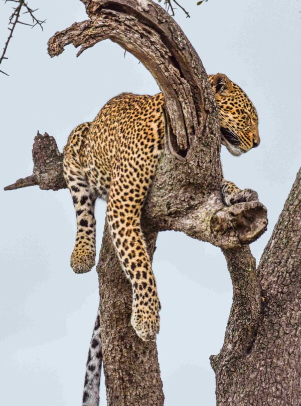 divulge_adventures_safari-31 (4)