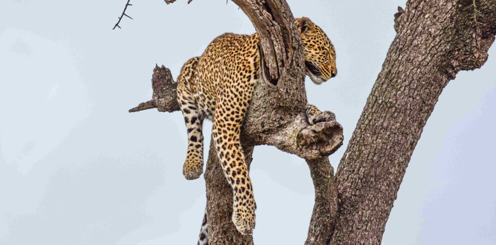 divulge_adventures_safari-31 (4)