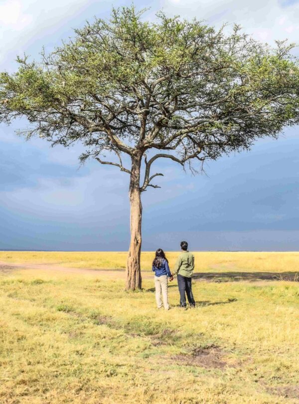 masai mara safari divulge adventures