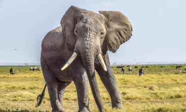 Elephant in Amboseli National Park, Kenya
