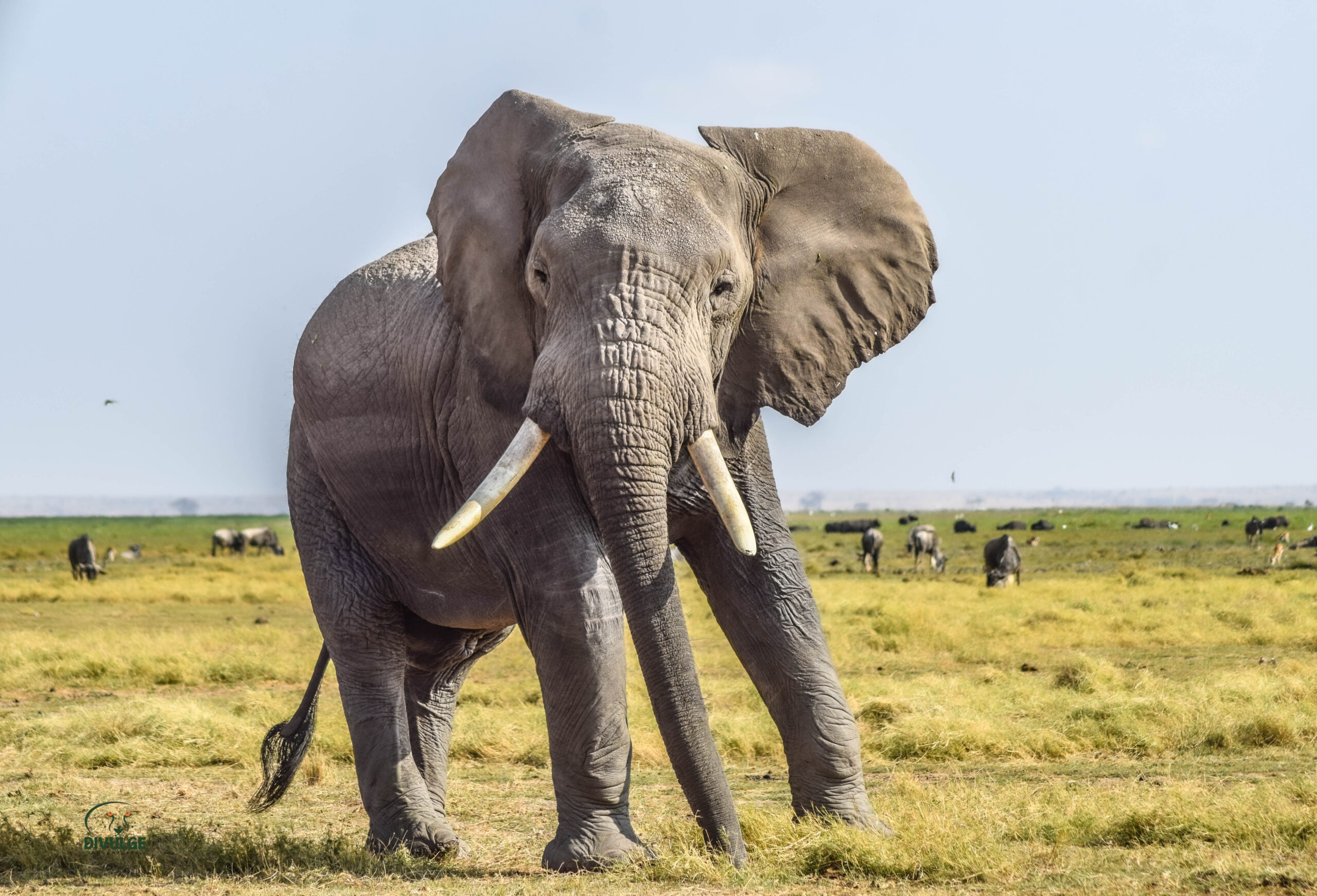 Elephant in Amboseli National Park, Kenya