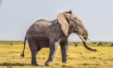 Amboseli National Park elephant