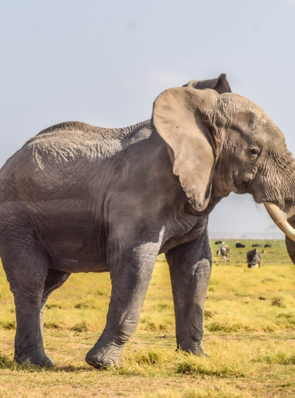 Amboseli National Park elephant