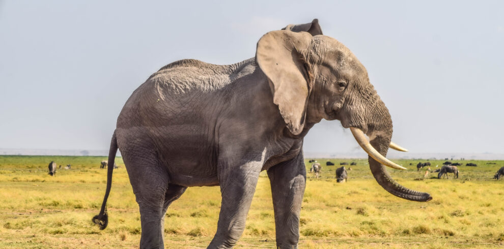 Amboseli National Park elephant