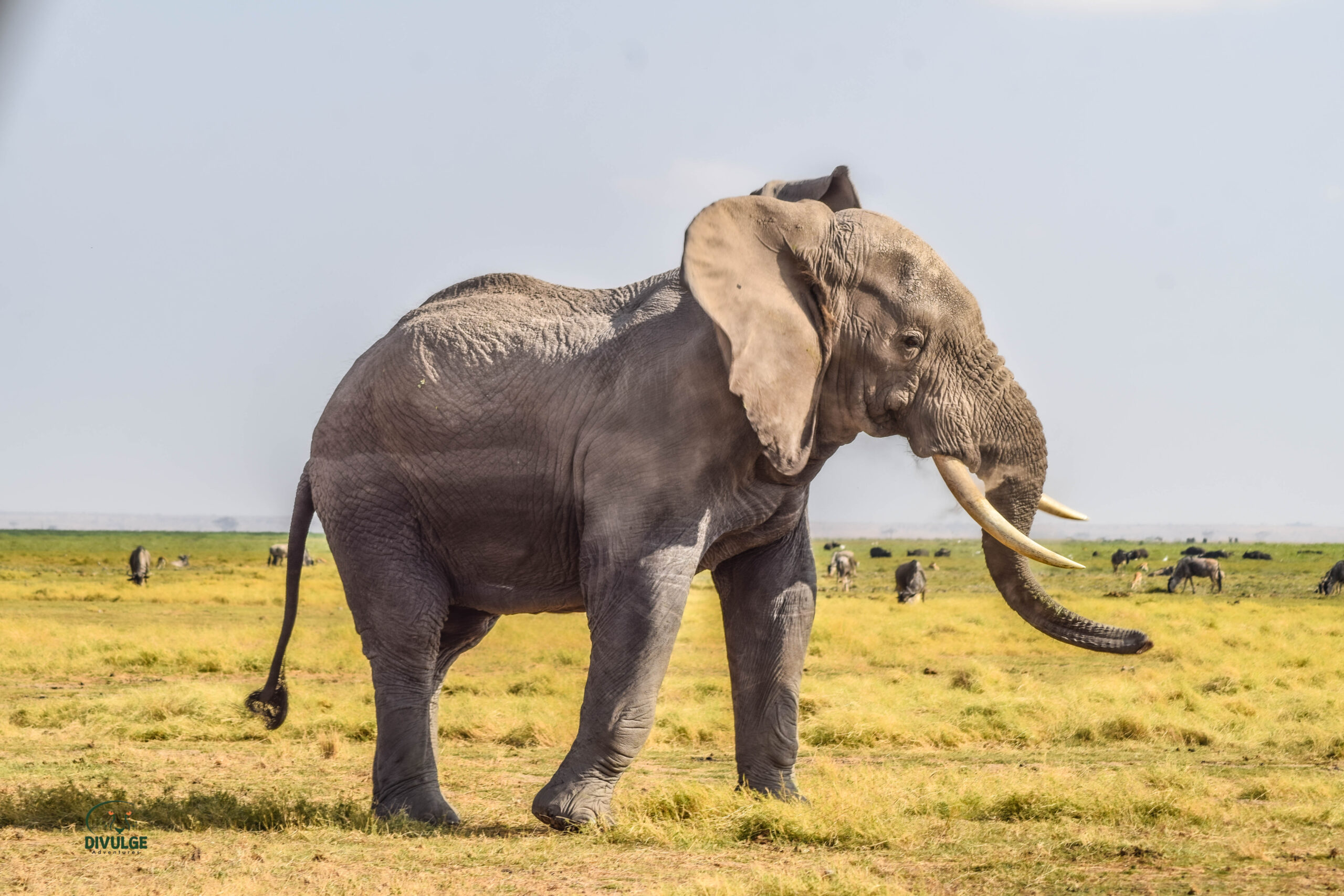 Kenya safari itinerary – elephant in Amboseli National Park