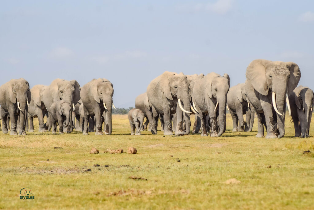 Large herd of elephants at Amboseli National Park