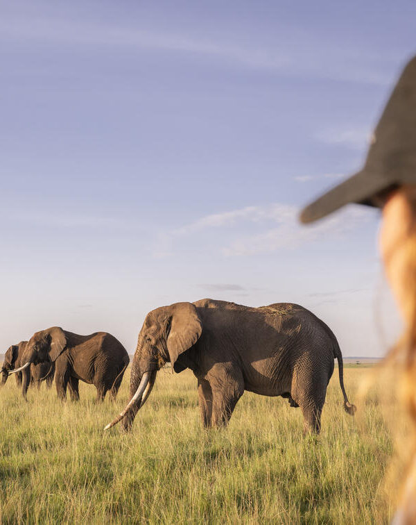 divulge adventures guests on safari