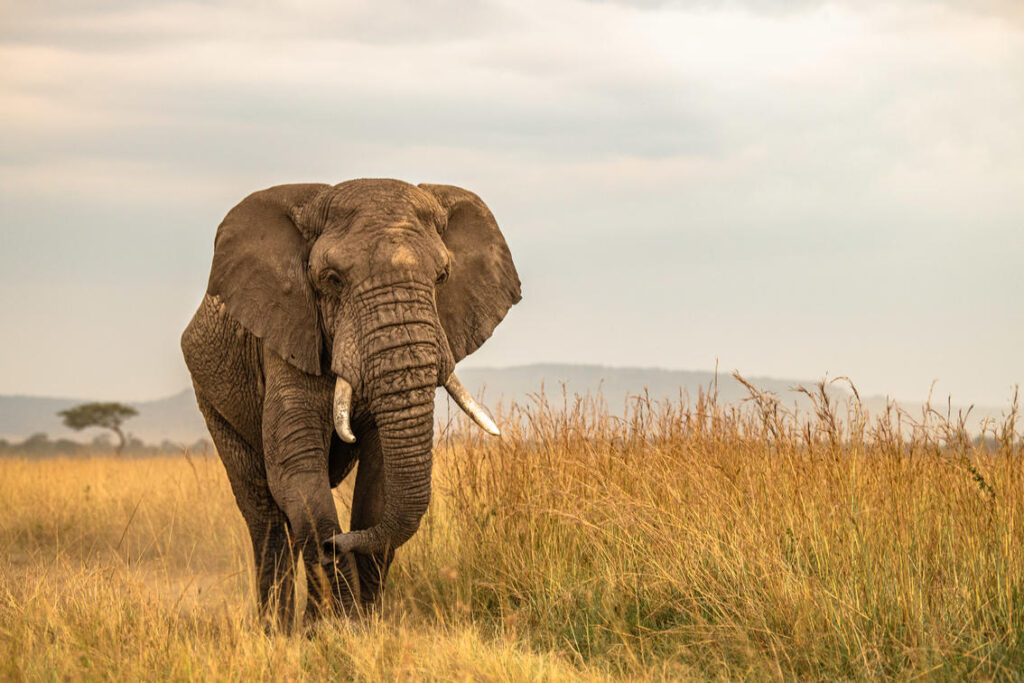 Ngorongoro National Park