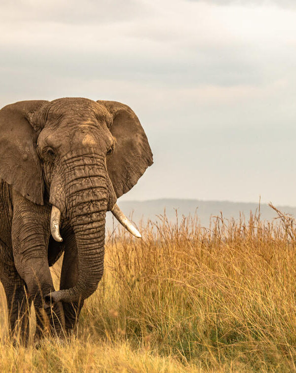 divulge adventures tanzania