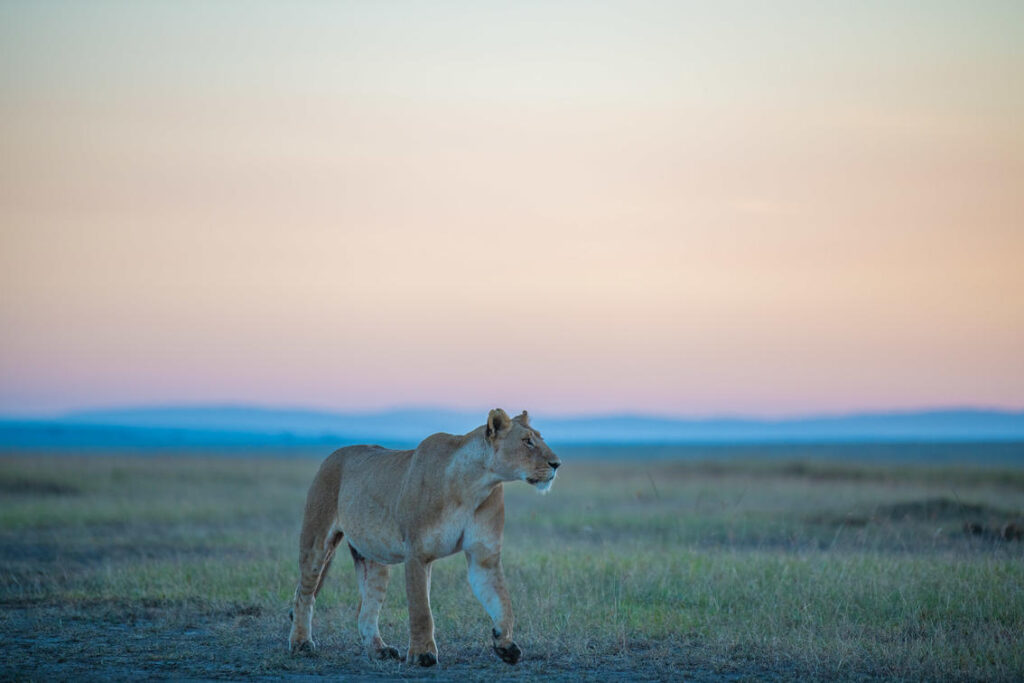 Kalahari Expedition