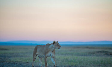 Kalahari Expedition