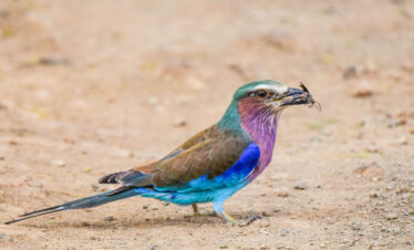 divulge adventures kenya birding safaris
