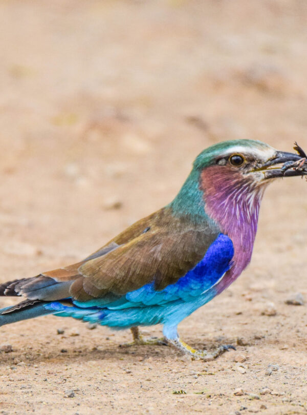 divulge adventures birding safaris