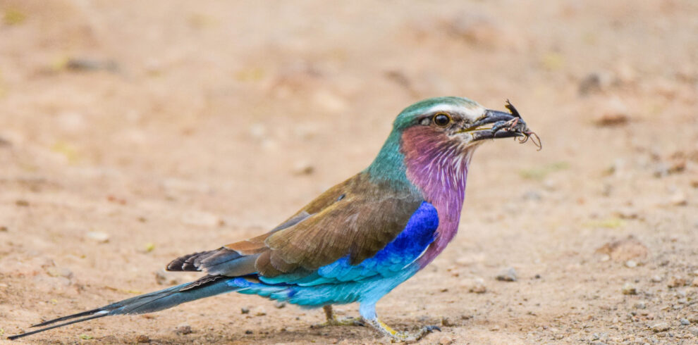 divulge adventures birding safaris