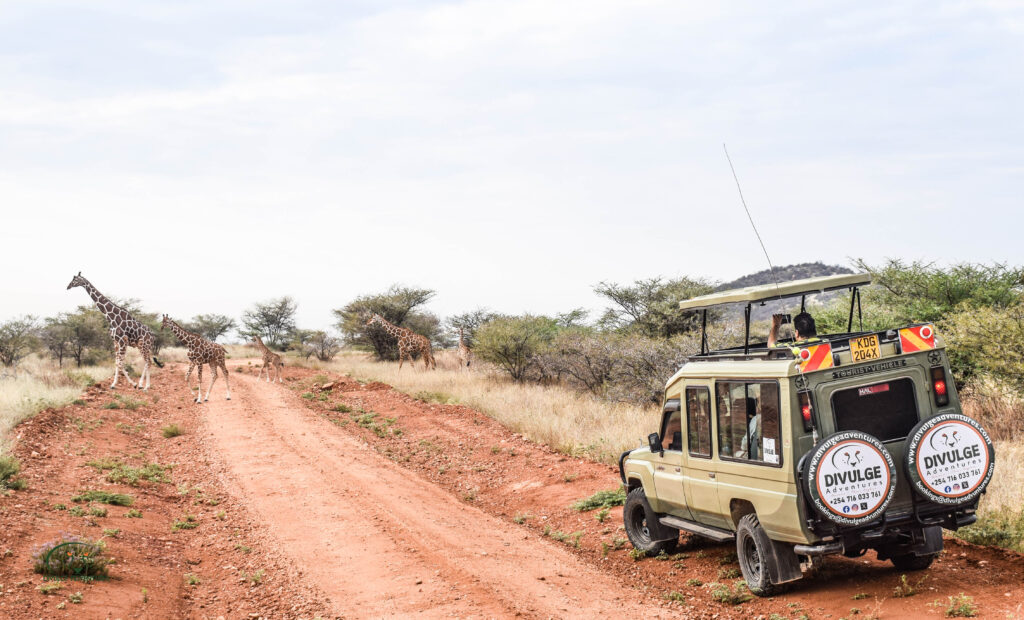 Divulge Adventures Ol Pejeta Meru and Samburu safari