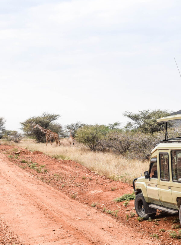 Divulge Adventures Ol Pejeta Meru and Samburu safari