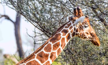 Divulge Adventures Ol Pejeta Meru and Samburu safari