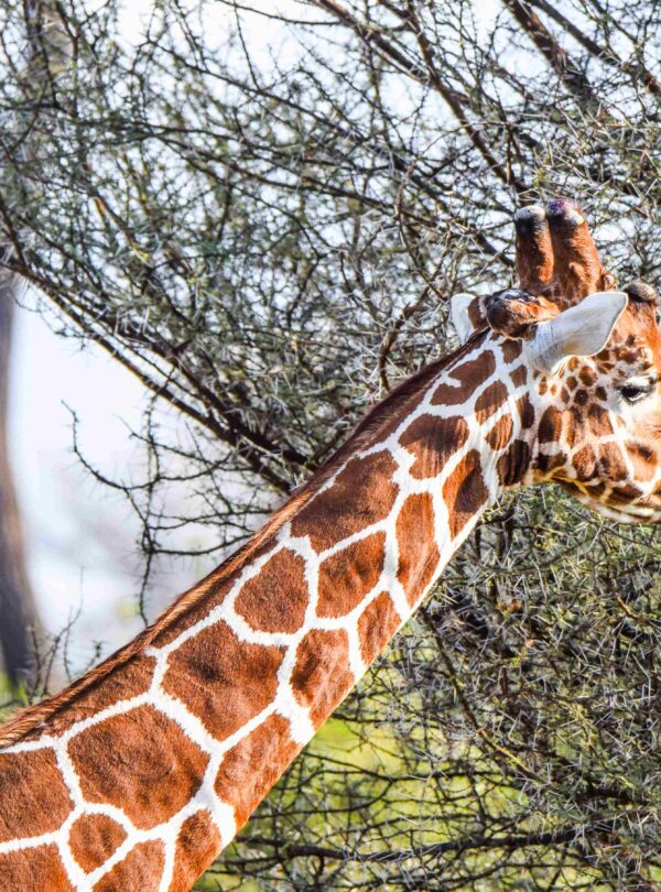 Divulge Adventures Ol Pejeta Meru and Samburu safari