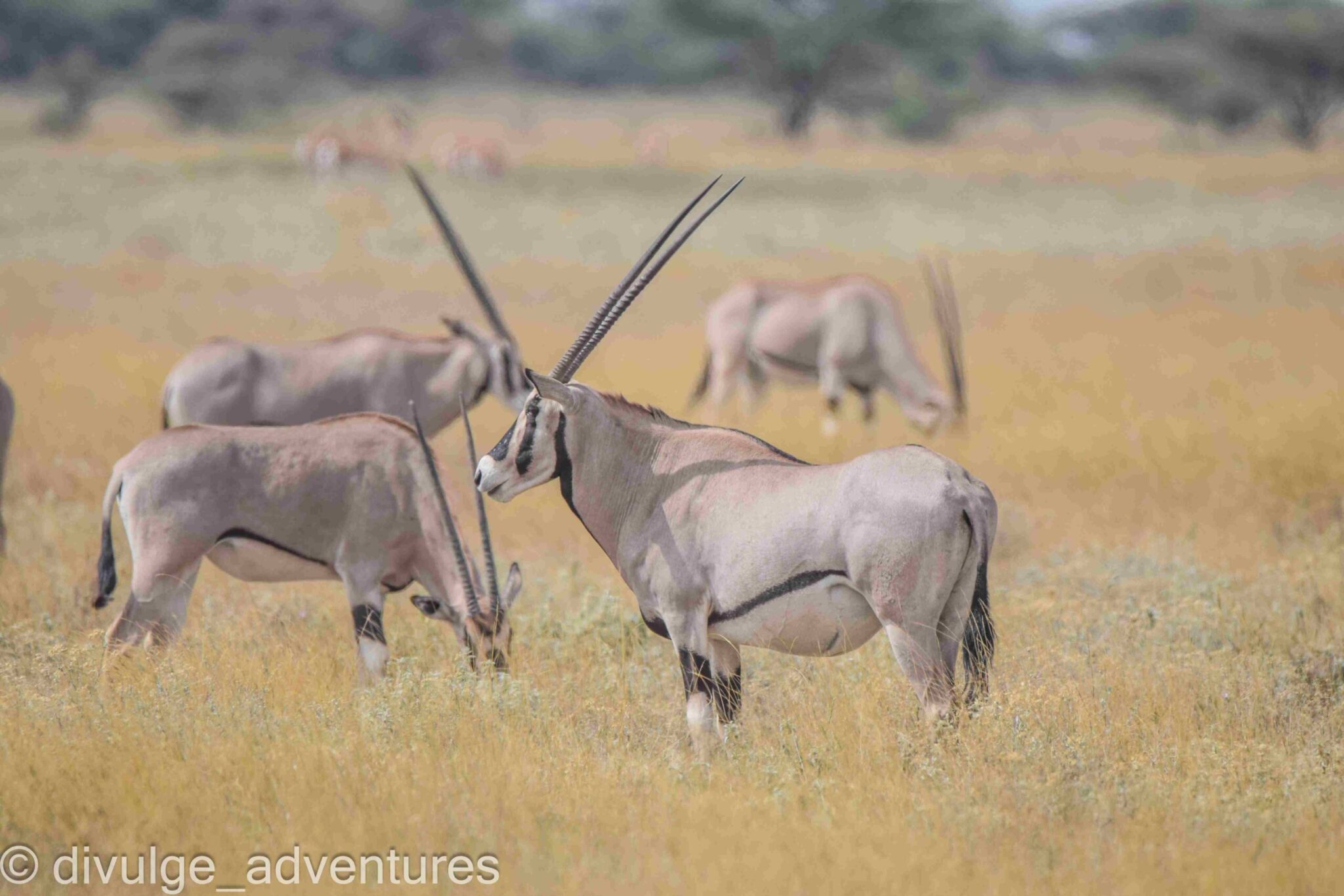 Samburu Game Reserve on a Divulge Adventures safari