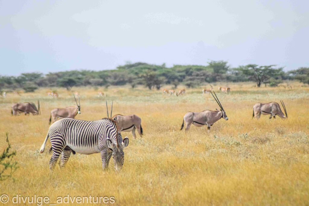 Divulge Adventures Ol Pejeta Meru and Samburu safari