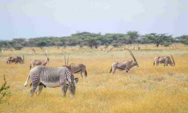 Divulge Adventures Ol Pejeta Meru and Samburu safari