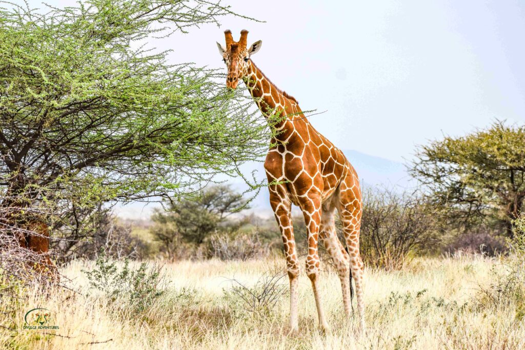 Divulge Adventures Ol Pejeta Meru and Samburu safari