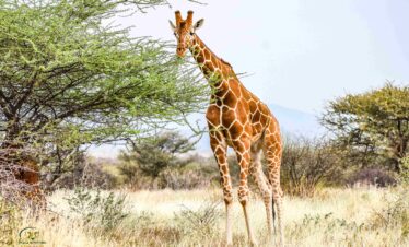 Divulge Adventures Ol Pejeta Meru and Samburu safari