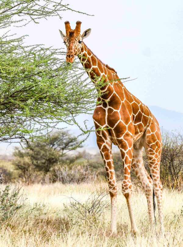 Divulge Adventures Ol Pejeta Meru and Samburu safari