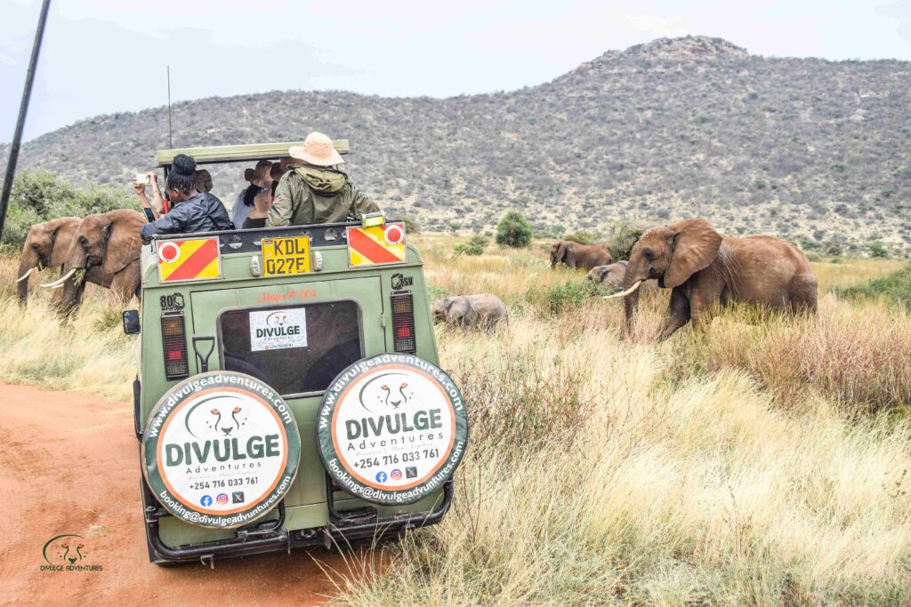 Divulge Adventures Ol Pejeta Meru and Samburu safari