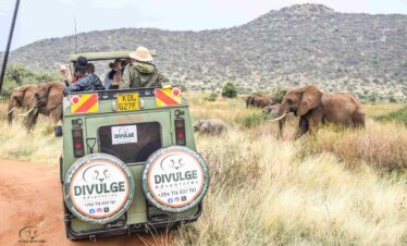 Divulge Adventures Ol Pejeta Meru and Samburu safari