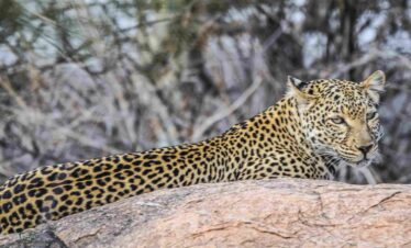 Divulge Adventures Ol Pejeta Meru and Samburu safari