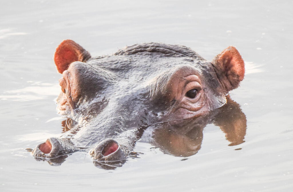 divulge adventures kenya and tanzania safari