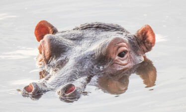 divulge adventures kenya and tanzania safari