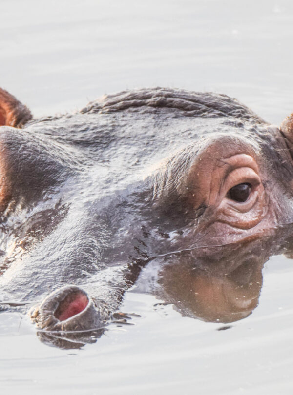 divulge adventures kenya and tanzania safari