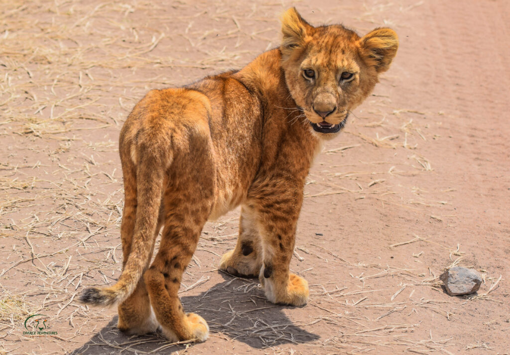 divulge adventures kenya and tanzania safari