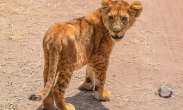 Northern Tanzania Safari