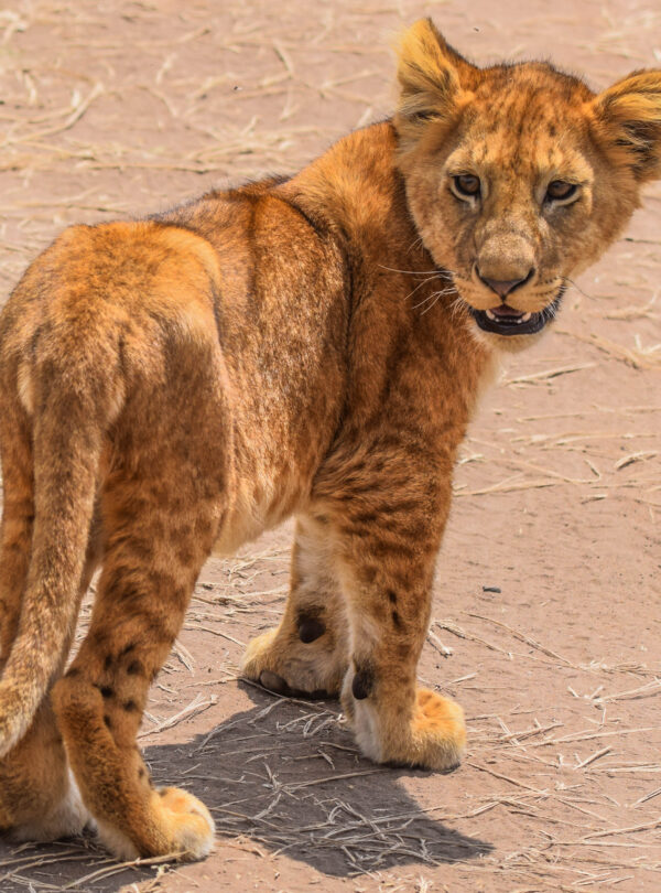 Northern Tanzania Safari
